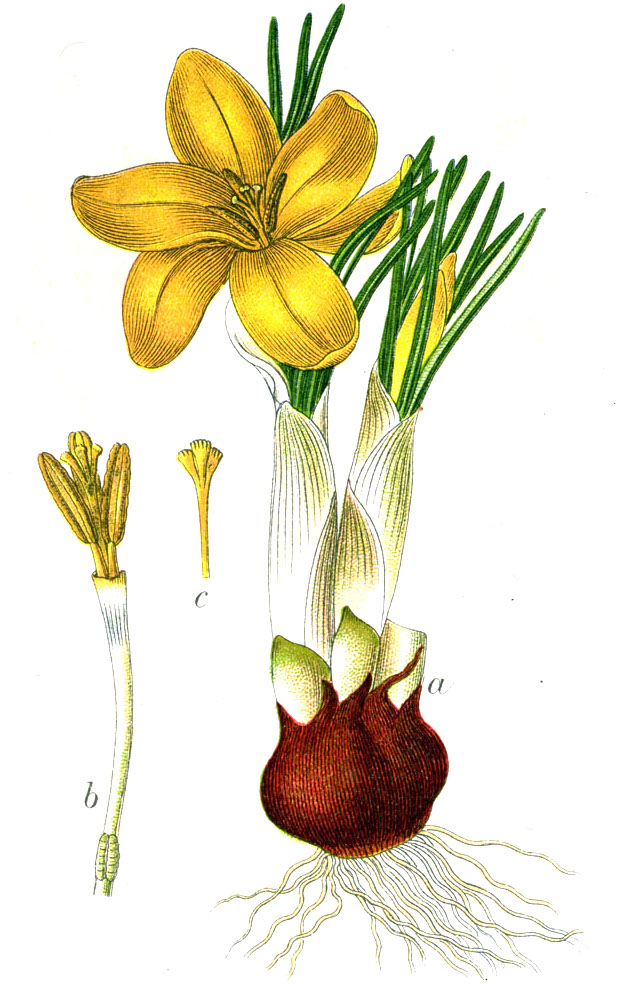 yellow crocus